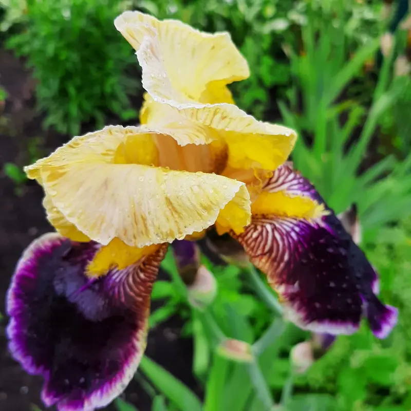 Geltona su violetine