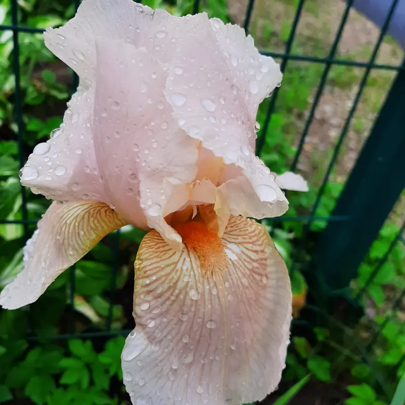 Persikinė