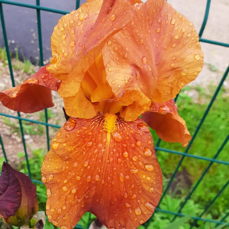Oranžinė