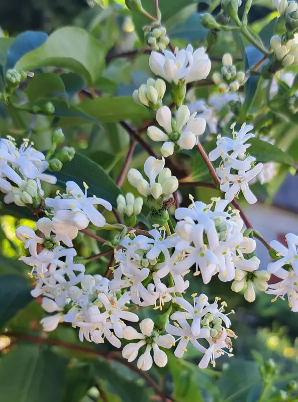 Ligustras