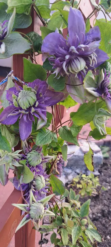Violetinė