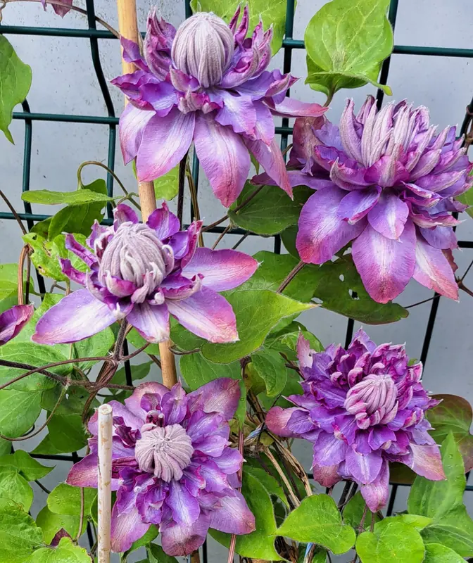 Šviesiai violetinė