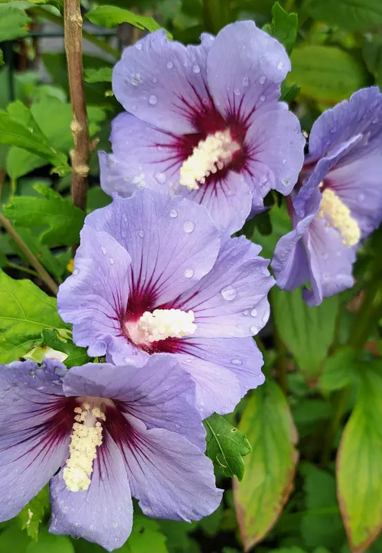 Sirinis hibiskas