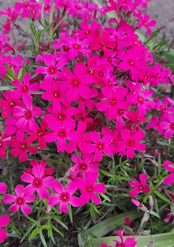 Ylalapis fliokas