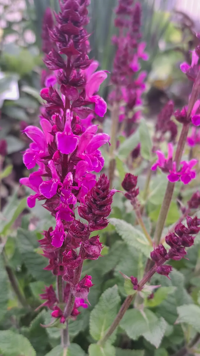 Paprastoji raudoklė - Purpurinė