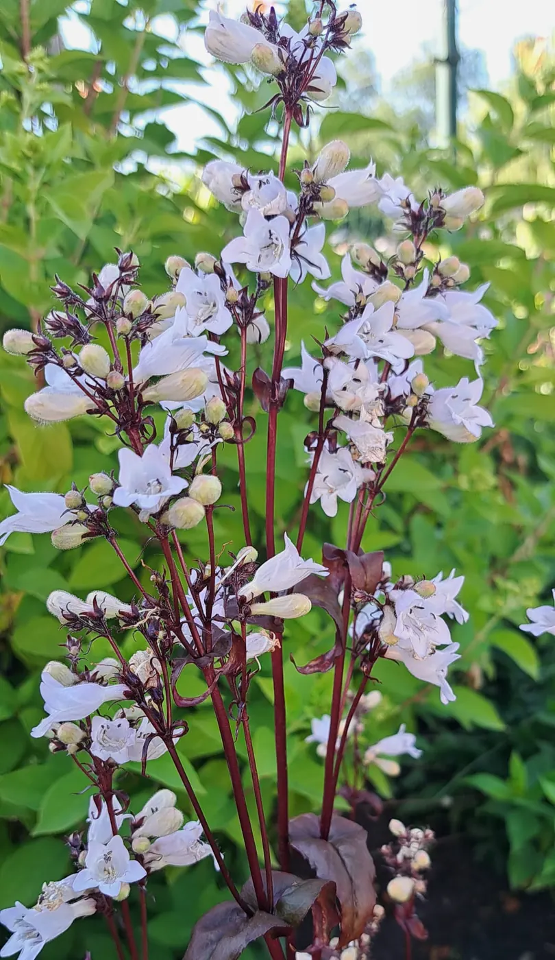 Penstemonas - Šviesiai rožinė