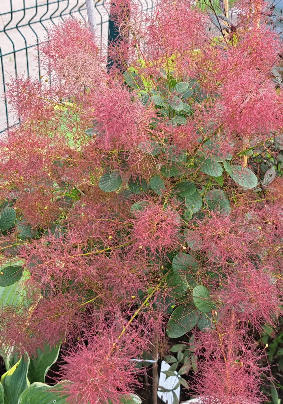 Pūkenis - Rausvi pūkai
