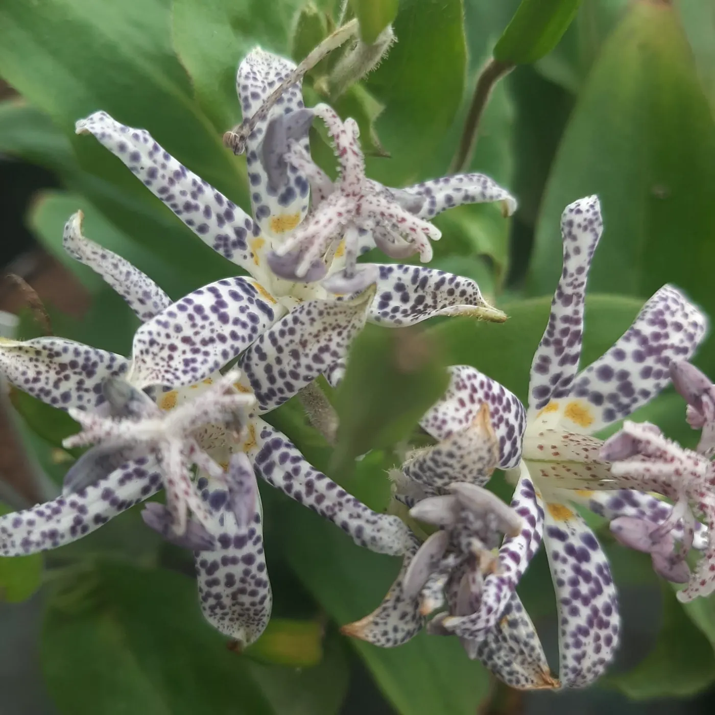 Tricirtis - Balta taškuota