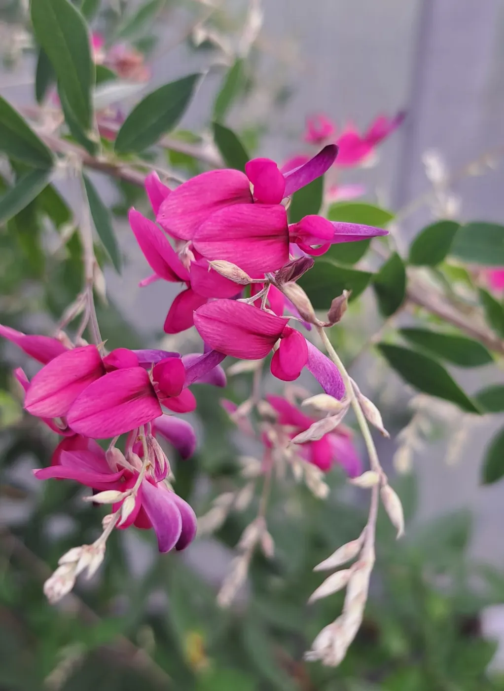 Tunbergo lespedeza - Rožinė