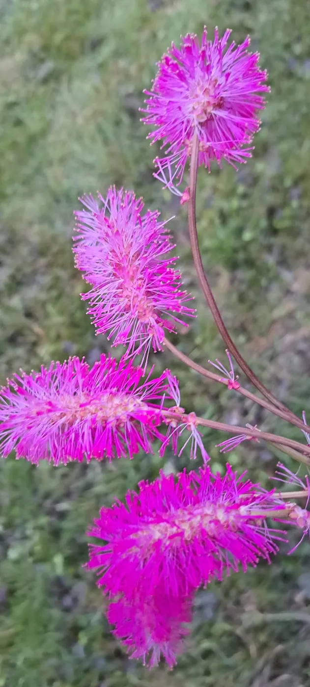 Varpotasis liatris - Purpurinė